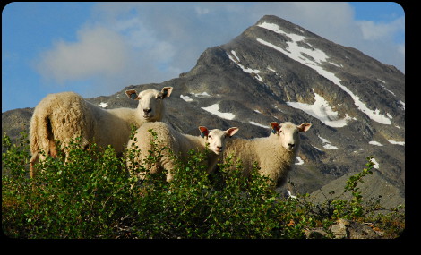 Lambs at mountain