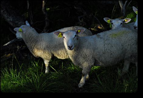Lambs
